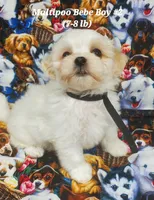 Freddie, a male Maltipoo for sale in Fremont, OH – 4 of 6