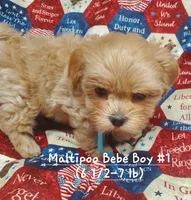 Tommy, a male Maltipoo for sale in Fremont, OH – 7 of 7