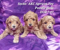 Socks, a female Poodle - Toy  for sale in Fremont, OH – 8 of 10