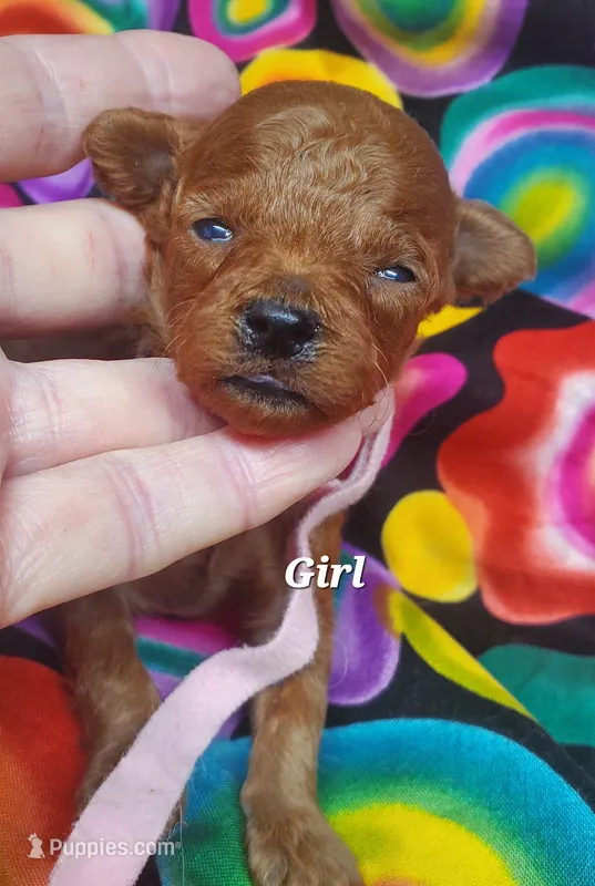 Candy – Poodle - Toy  puppy for sale in Fremont, OH