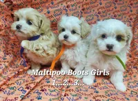 Ginny, a female Maltese and Poodle - Toy  for sale in Fremont, OH – 3 of 6