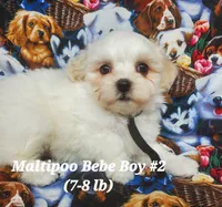 Freddie, a male Maltipoo for sale in Fremont, OH – 3 of 6