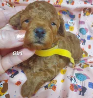 Dandy, a female Poodle - Toy  for sale in Fremont, OH – 6 of 7