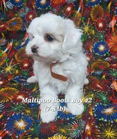 Bichop, a male Maltese and Poodle - Toy  for sale in Fremont, OH – 2 of 6