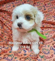 Ginny, a female Maltese and Poodle - Toy  for sale in Fremont, OH – 4 of 6