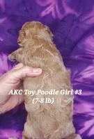Socks, a female Poodle - Toy  for sale in Fremont, OH – 9 of 10