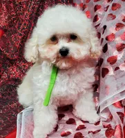 Tiny Tim, a male Poodle - Toy  for sale in Fremont, OH – Photo 7 of 10