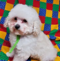 Tiny Tim, a male Poodle - Toy  for sale in Fremont, OH – Photo 8 of 10