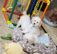 Tiny Tim, a male Poodle - Toy  for sale in Fremont, OH – Photo 3 of 10