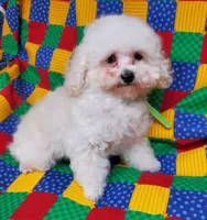 Tiny Tim, a male Poodle - Toy  for sale in Fremont, OH – Photo 5 of 10