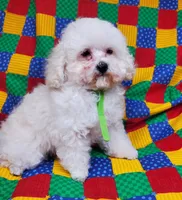 Tiny Tim, a male Poodle - Toy  for sale in Fremont, OH – Photo 10 of 10