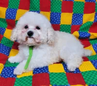 Tiny Tim, a male Poodle - Toy  for sale in Fremont, OH – Photo 9 of 10