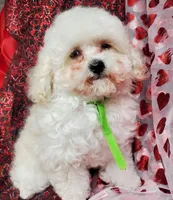 Tiny Tim, a male Poodle - Toy  for sale in Fremont, OH – Photo 6 of 10
