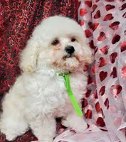 Tiny Tim, a male Poodle - Toy  for sale in Fremont, OH – Photo 4 of 10