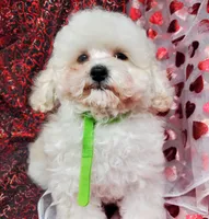 Tiny Tim, a male Poodle - Toy  for sale in Fremont, OH – Photo 2 of 10