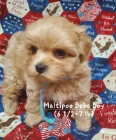 Tommy, a male Maltipoo for sale in Fremont, OH – 5 of 7