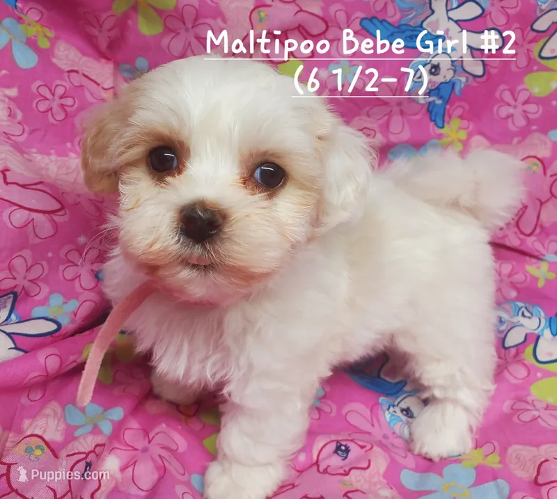 Bebe – Maltipoo puppy for sale in Fremont, OH
