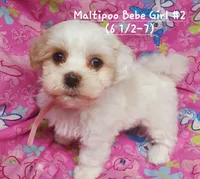 Bebe, a female Maltipoo for sale in Fremont, OH – 1 of 5