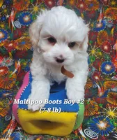 Bichop, a male Maltese and Poodle - Toy  for sale in Fremont, OH – 3 of 6