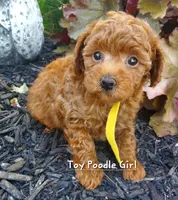 Dandy, a female Poodle - Toy  for sale in Fremont, OH – 8 of 10