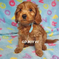 Rusty, a male Goldendoodle for sale in Fremont, OH – Photo 1 of 4