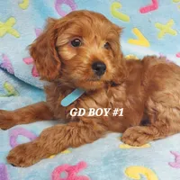 Rusty, a male Goldendoodle for sale in Fremont, OH – Photo 3 of 4