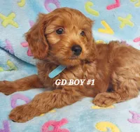 Rusty, a male Goldendoodle for sale in Fremont, OH – Photo 3 of 4