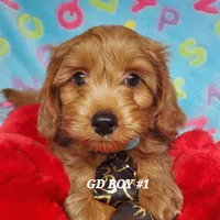 Rusty, a male Goldendoodle for sale in Fremont, OH – Photo 4 of 4