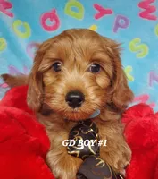 Rusty, a male Goldendoodle for sale in Fremont, OH – Photo 4 of 4