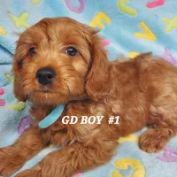 Rusty, a male Goldendoodle for sale in Fremont, OH – Photo 2 of 4