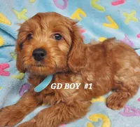 Rusty, a male Goldendoodle for sale in Fremont, OH – Photo 2 of 4