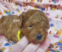 Dandy, a female Poodle - Toy  for sale in Fremont, OH – 7 of 7