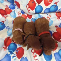 Candy, a female Poodle - Toy  for sale in Fremont, OH – 5 of 7