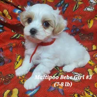 Bambi, a female Maltipoo for sale in Fremont, OH – 5 of 7