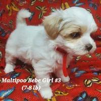 Bambi, a female Maltipoo for sale in Fremont, OH – 7 of 7