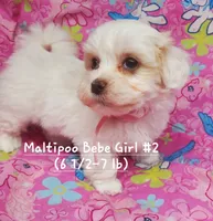 Bebe, a female Maltipoo for sale in Fremont, OH – 2 of 5
