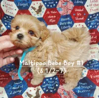 Tommy, a male Maltipoo for sale in Fremont, OH – 1 of 7