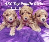 Socks, a female Poodle - Toy  for sale in Fremont, OH – 6 of 10