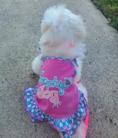Bambi, a female Maltipoo for sale in Fremont, OH – 5 of 10