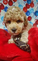 Teddy, a male Poodle - Toy  for sale in Fremont, OH – Photo 6 of 6