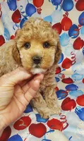 Teddy, a male Poodle - Toy  for sale in Fremont, OH – Photo 1 of 6