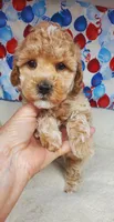 Teddy, a male Poodle - Toy  for sale in Fremont, OH – Photo 4 of 6