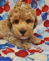 Teddy, a male Poodle - Toy  for sale in Fremont, OH – Photo 2 of 6