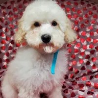 Brunno, a male Poodle - Toy  for sale in Fremont, OH – Photo 2 of 10