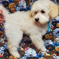 Brunno, a male Poodle - Toy  for sale in Fremont, OH – Photo 10 of 10