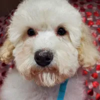 Brunno, a male Poodle - Toy  for sale in Fremont, OH – Photo 5 of 10