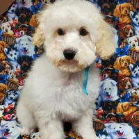 Brunno, a male Poodle - Toy  for sale in Fremont, OH – Photo 9 of 10