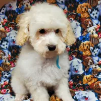 Brunno, a male Poodle - Toy  for sale in Fremont, OH – Photo 6 of 10