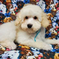 Brunno, a male Poodle - Toy  for sale in Fremont, OH – Photo 1 of 10
