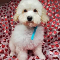 Brunno, a male Poodle - Toy  for sale in Fremont, OH – Photo 8 of 10